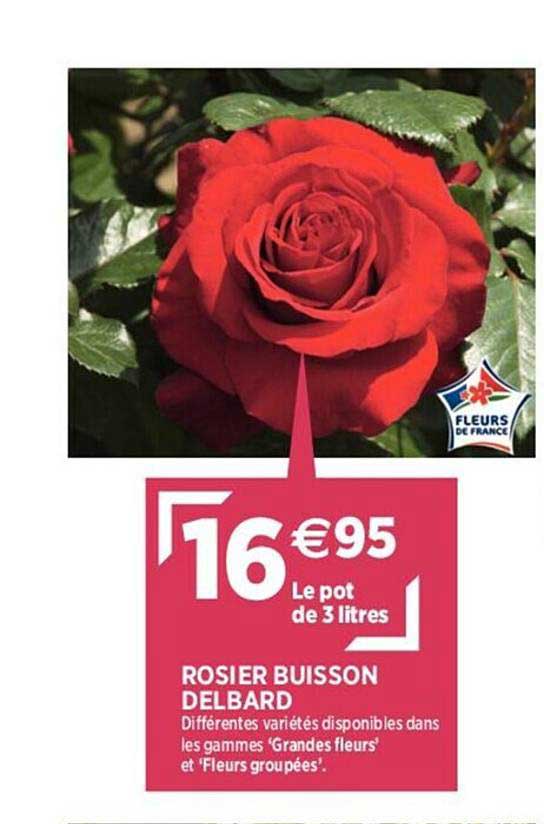 rosier buisson delbard
