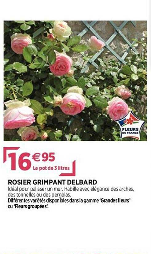 rosier grimpant delbard