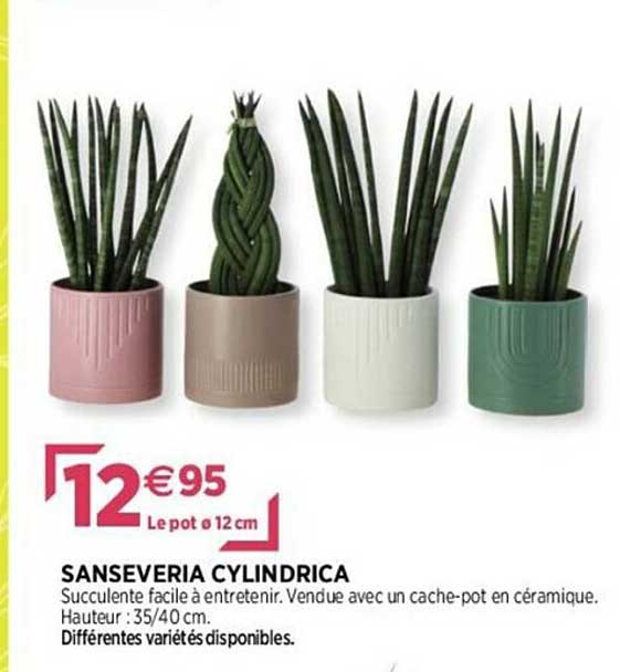 sanseveria cylindrica