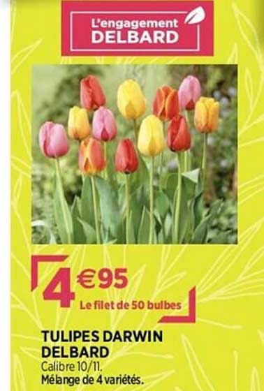tulipes darwin delbard