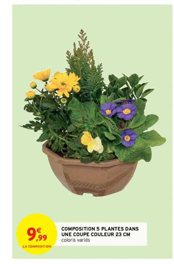 composition 5 plantes dans une coupe couleur 23 cm