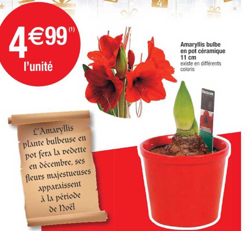 amaryllis bulbe en pot céramique 11 cm