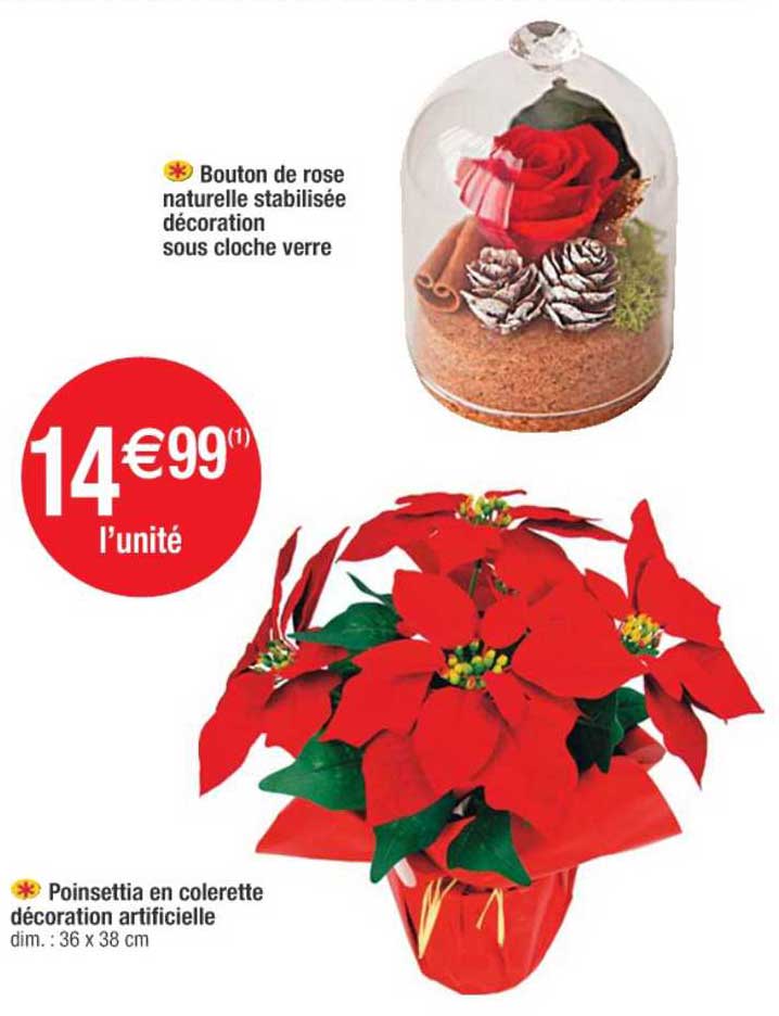 bouton de rose naturelle stabilisée décoration sous cloche verre, poinsettia en colerette décoration artificielle