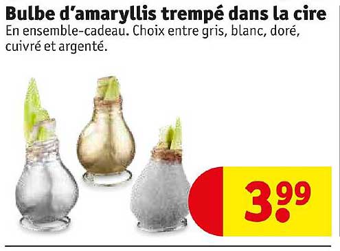 bulbe d'amaryllis trempé dans la cire