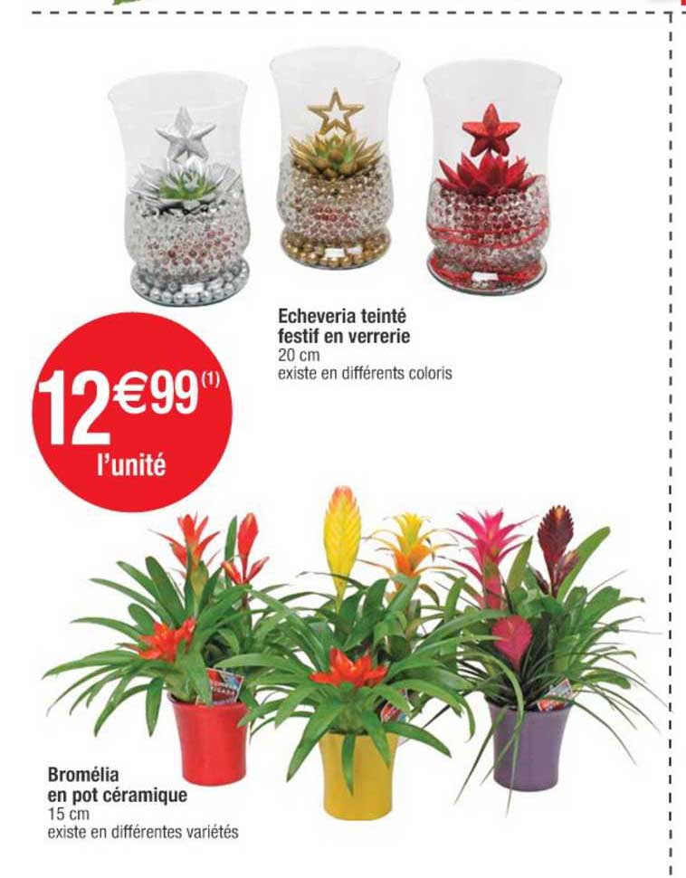 echeveria teinté festive en verrerie, bromélia en pot céramique