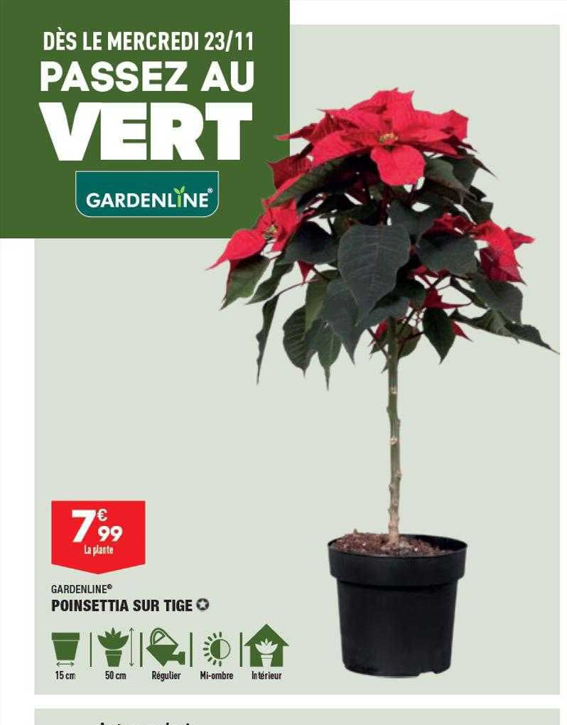 poinsettia sur tige gardenline