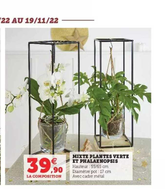 Mixte Plantes Verte Et Phalaenopsis