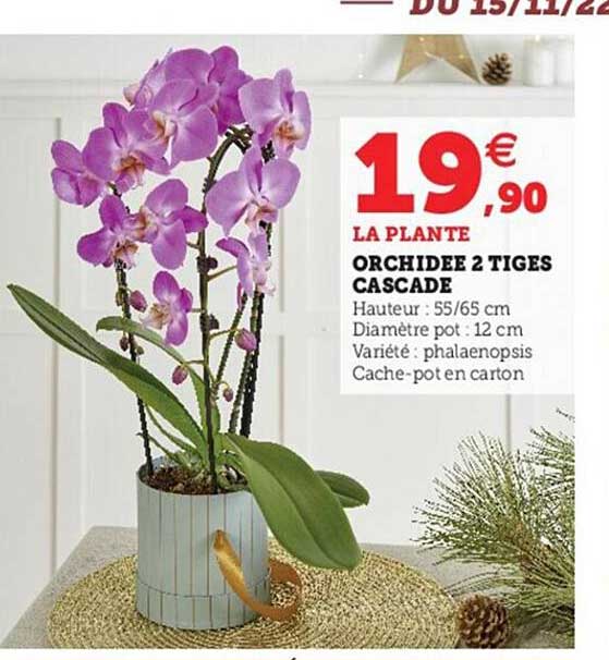 Orchidée 2 Tiges Cascade