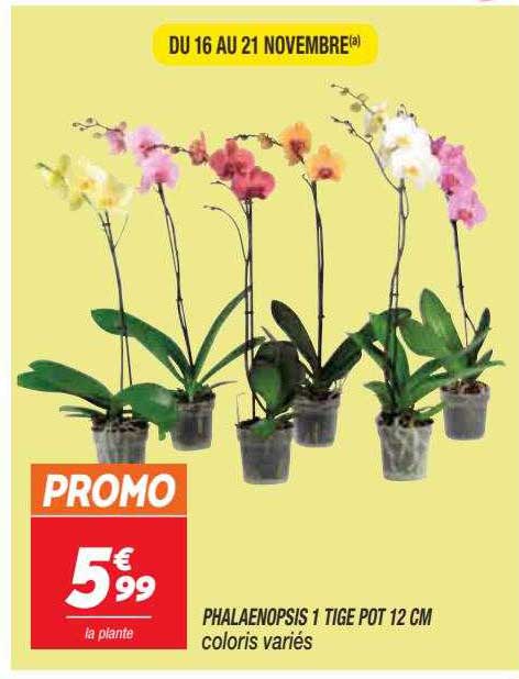phalaenopsis 1 tige pot 12 cm