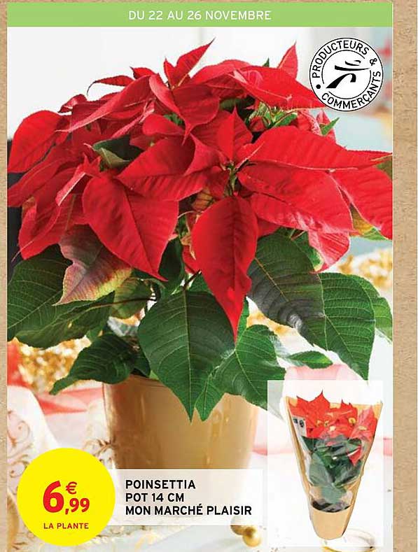 poinsettia pot 14 cm mon marché plaisir