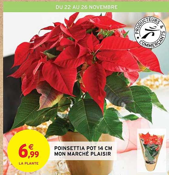 poinsettia pot 14 cm mon marché plaisir