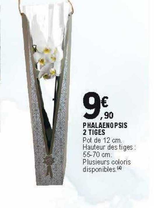 Phalaenopsis 2 Tiges