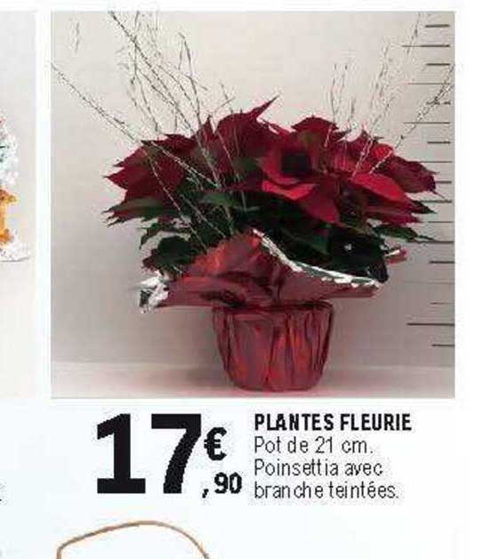 Plantes Fleurie