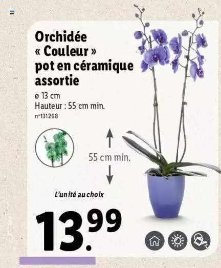 orchidée «couleur» pot en céramique assortie