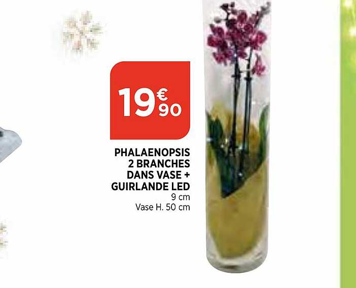 phalaenopsis 2 branches dans vase + guirlande led