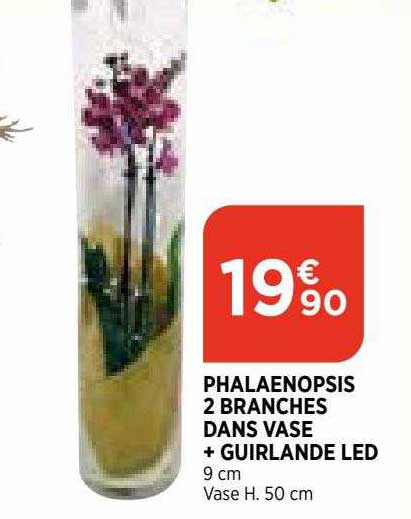 Phalaenopsis 2 Branches Dans Vase + Guirlande Led