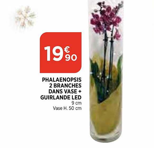 phalaenopsis 2 branches dans vase + guirlande led