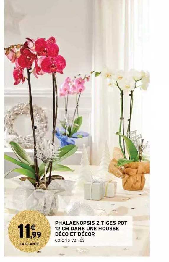 phalaenopsis 2 tiges pot 12 cm dans une housse déco et décor