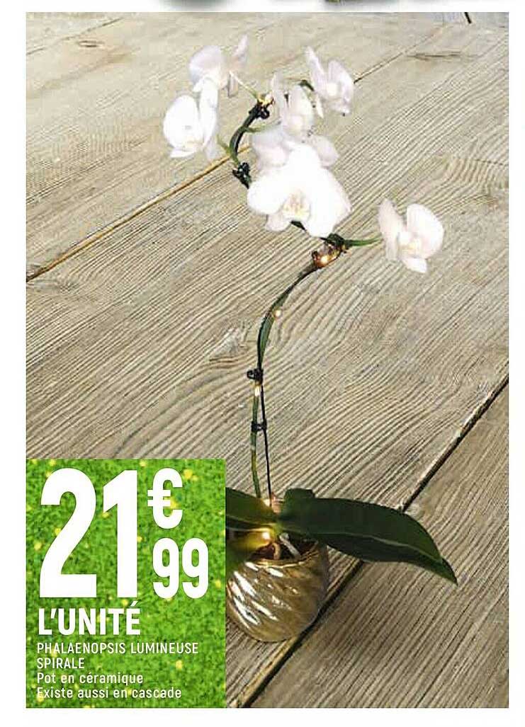 Phalaenopsis Lumineuse Spirale