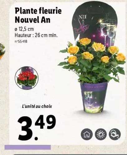 plante fleurie nouvel an