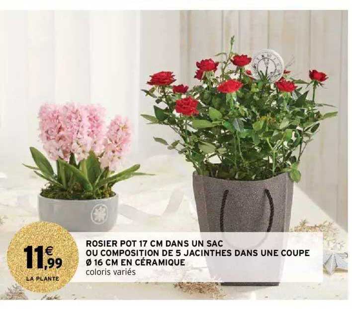 rosier pot 17 cm dans un sac ou composition de 5 jacinthes dans une coupe ø 16 cm en céramique