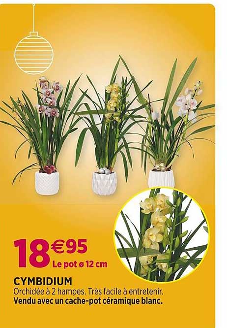 cymbidium