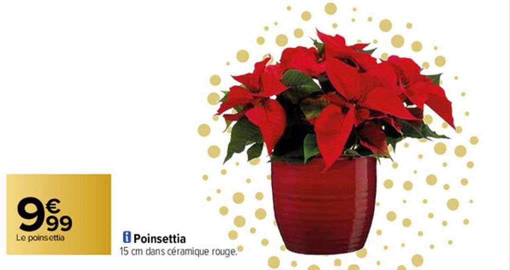 poinsettia