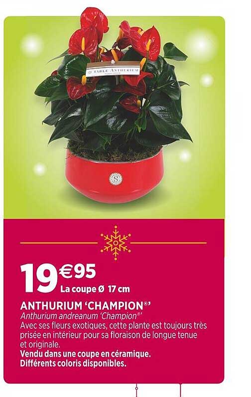 Anthurium "champion"