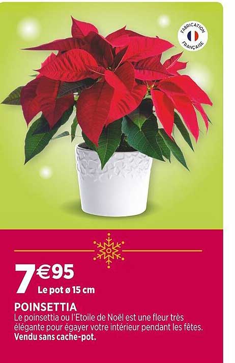 poinsettia