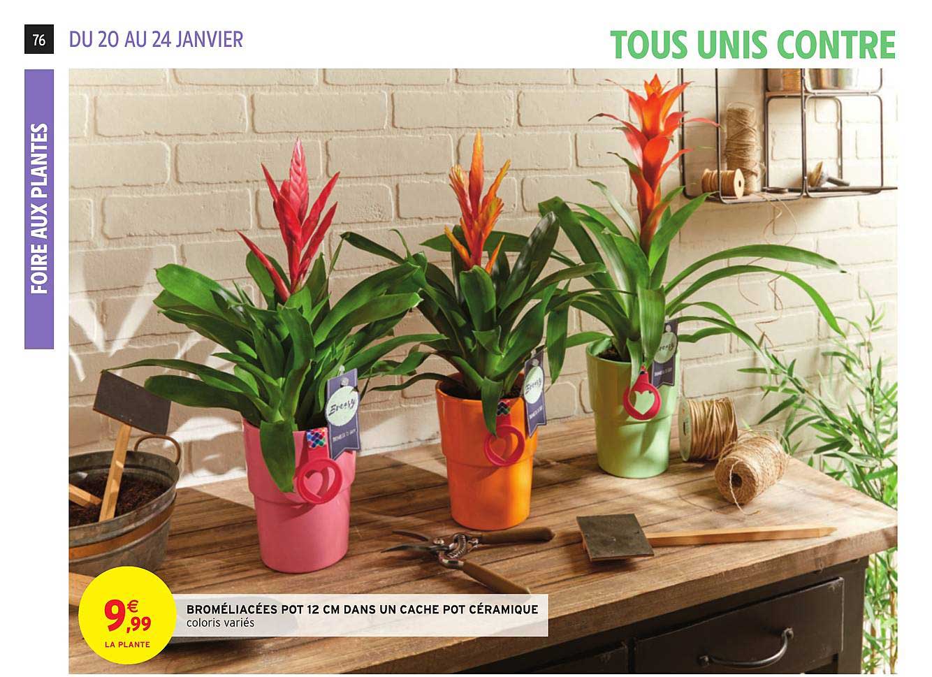 broméliacées pot 12 cm dans un cache pot céramique