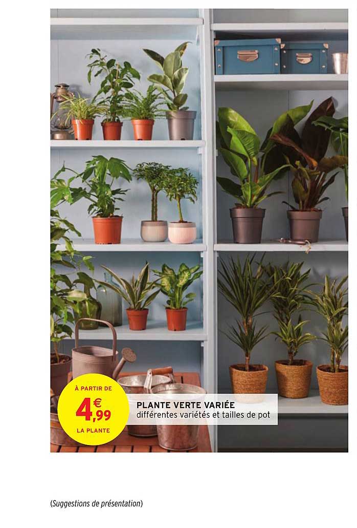 plante verte variée