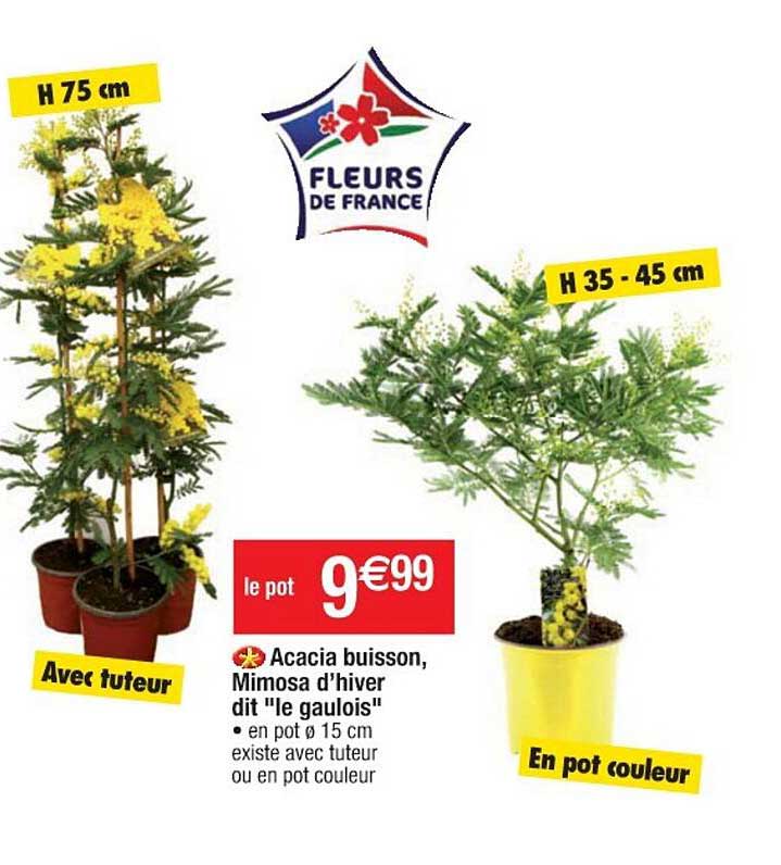 acacia buisson, mimosa d'hiver dit "le gaulois"