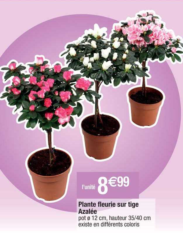 plante fleurie sur tige azalée