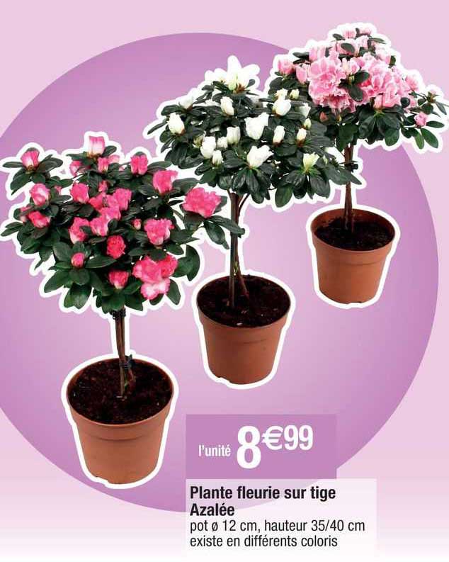 plante fleurie sur tige azalée