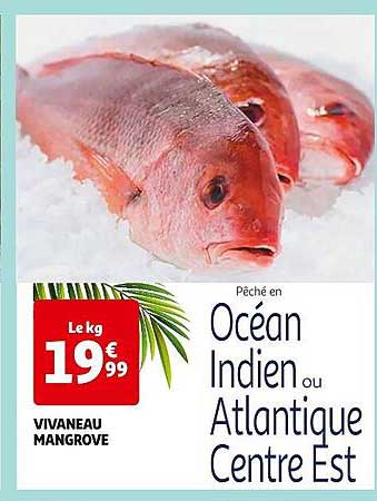 vivaneau mangrove
