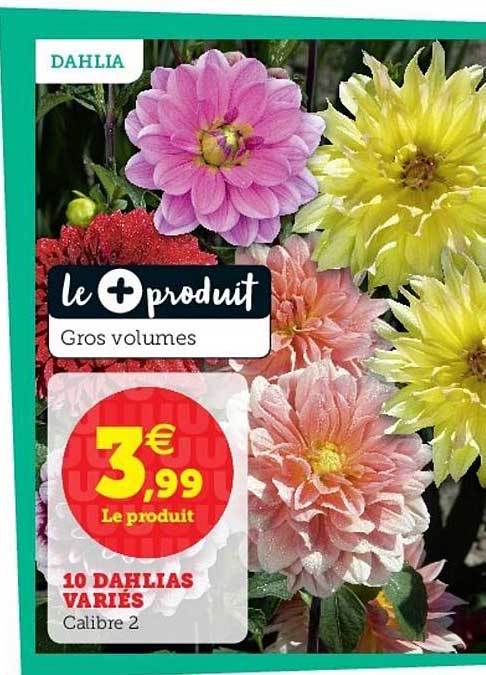 10 dahlias varié