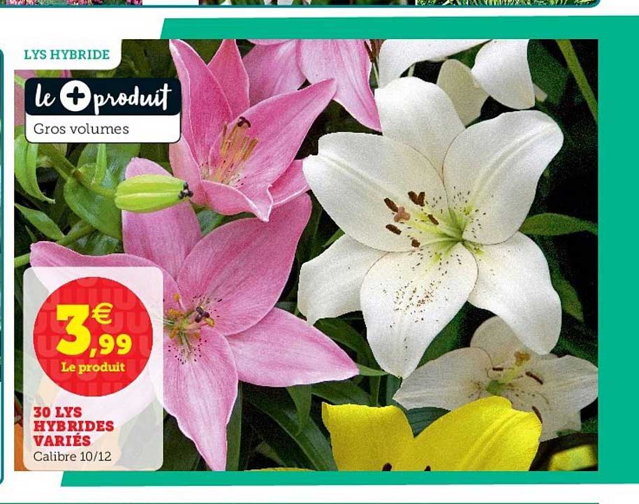 30 lys hybrides variés