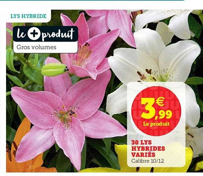 30 lys hydrides variés