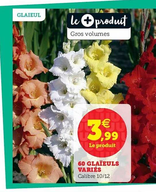 60 glaïeuls variés