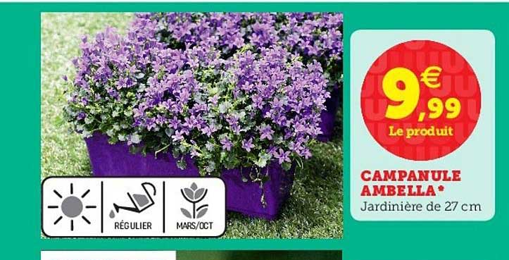 campanule ambella