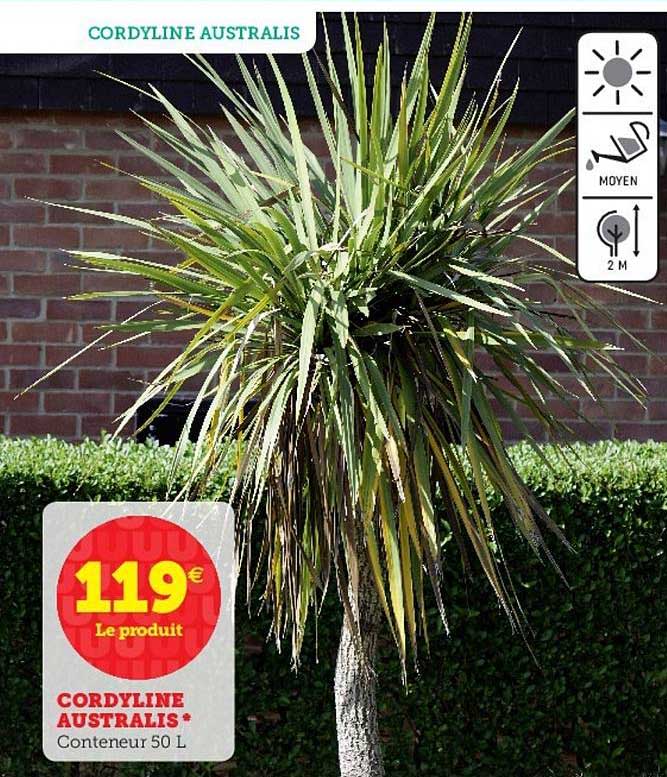 cordyline australis