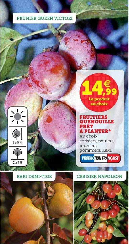 fruitiers quenouille prêt à planter