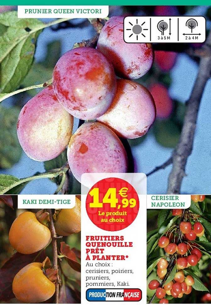 fruitiers quenouille prêt à planter