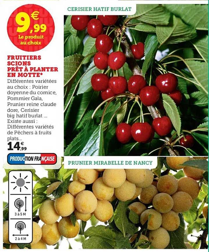 fruitiers scions prêt à planter en motte