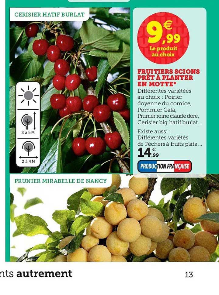 fruitiers scions prêt à planter en motte