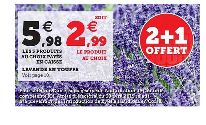 lavande en touffe 2+1 offert