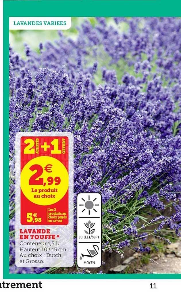 lavande en touffe 2 achetés + 1 offert