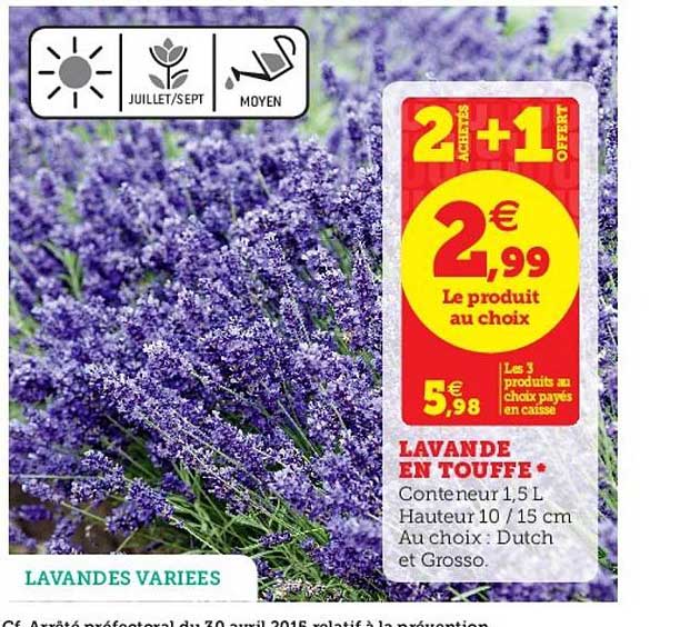 lavande en touffe 2 achetés + 1 offert
