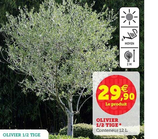olivier 1 2 tige