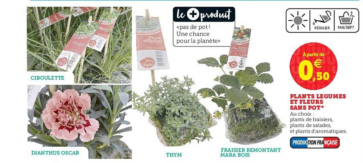 plants légumes et fleurs sans pot